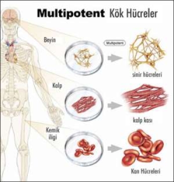 Çocuklardaki beyin hastaliklarinda kök hücre tedavisinin yeri var midir? 